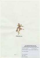 藏品(海木耳)的圖片